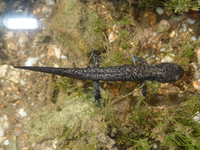 稻城山溪鲵<i>Batrachuperus daochengensis</i>