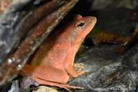 九岭山林蛙<i>Rana jiulingensis</i>