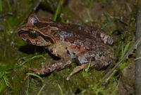 金顶齿突蟾<i>Scutiger chintingensis</i>