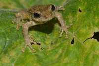冷泉原指树蛙<i>Kurixalus lenquanensis</i>