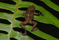 黄连山灌树蛙<i>Raorchestes huanglianshan</i>