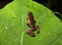 德力小姬蛙<i>Micryletta inornata</i>