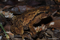 哀牢溪蟾<i>Bufo ailaoanus</i>