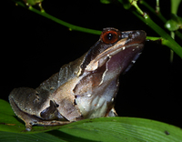 澜沧角蟾<i>Xenophrys lancangica</i>
