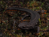 蔡氏疣螈<i>Tylototriton ziegleri</i>