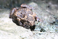 弄岗狭口蛙<i>Kaloula nonggangensis</i>
