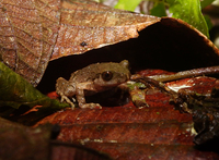 费氏掌突蟾<i>Leptobrachella feii </i>