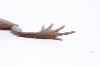 上思掌突蟾<i>Leptobrachella shangsiensis</i>
