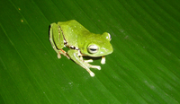 平龙树蛙<i>Zhangixalus pinglongensis</i>