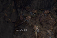 原髭蟾<i>Leptobrachium promustache</i>