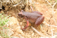 大明山掌突蟾<i>Leptobrachella damingshanensis</i>