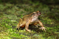 武夷林蛙<i>Rana wuyiensis</i>