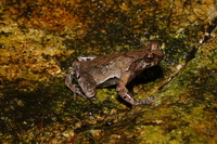 百山祖角蟾<i>Boulenophrys baishanzuensis</i>