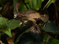 石门台角蟾<i>Boulenophrys shimentaina</i>