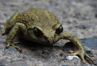花齿突蟾<i>Scutiger maculatus</i>