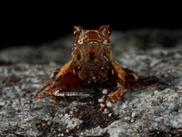 从江角蟾<i>Boulenophrys congjiangensis</i>