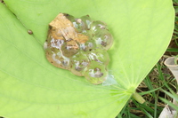 十万大山浮蛙<i>Occidozyga shiwandashanensis</i>