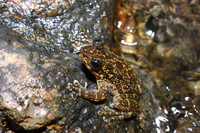 潮州湍蛙<i>Amolops teochew</i>