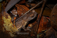 丰顺角蟾<i>Boulenophrys fengshunensis</i>