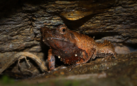普宁角蟾<i>Boulenophrys puningensis</i>