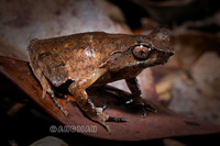 揭阳角蟾<i>Boulenophrys hungtai</i>