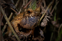云开角蟾<i>Boulenophrys yunkaiensis</i>