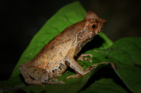 瑶山角蟾<i>Boulenophrys yaoshanensis</i>