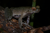 英德角蟾<i>Boulenophrys yingdeensis</i>