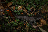 辛氏疣螈<i>Tylototriton sini</i>