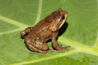 黔南短腿蟾<i>Brachytarsophrys qiannanensis </i>