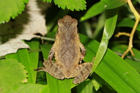 雷山角蟾<i>Boulenophrys leishanensis</i>