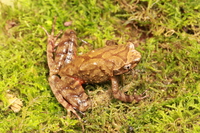 安龙角蟾<i>Boulenophrys anlongensis</i>