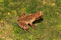 赤水角蟾<i>Boulenophrys chishuiensis</i>