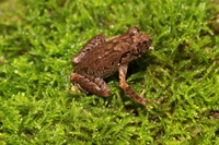 赤水掌突蟾<i>Leptobrachella chishuiensis</i>