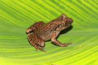 金沙掌突蟾<i>Leptobrachella jinshaensis</i>