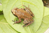 江氏角蟾<i>Boulenophrys jiangi</i>