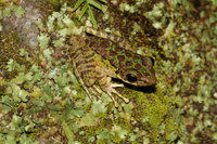 贵州臭蛙<i>Odorrana kweichowensis</i>