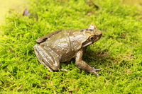 黔北角蟾<i>Boulenophrys qianbeiensis</i>