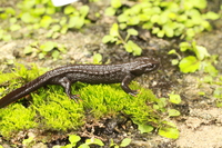 茂兰疣螈<i>Tylototriton maolanensis</i>