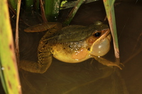 雷山琴蛙<i>Nidirana leishanensis</i>