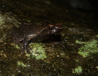 幕阜山角蟾<i>Boulenophrys mufumontana </i>