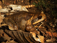 平顶短腿蟾<i>Brachytarsophrys platyparietus</i>