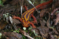 丽色疣螈<i>Tylototriton pulcherrimus</i>