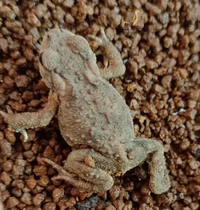 东北蟾蜍<i>Bufo sachalinensis</i>