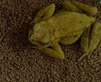 司徒蟾蜍<i>Duttaphrynus stuarti</i>
