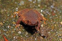 东莞角蟾<i>Boulenophrys dongguanensis</i>