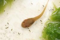 广西琴蛙<i>Nidirana guangxiensis</i>
