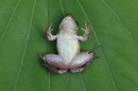 十万大山琴蛙<i>Nidirana shiwandashanensis</i>