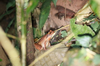 茅索角蟾<i>Xenophrys maosonensis</i>