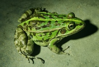 蒙侧褶蛙<i>Pelophylax mongolius</i>